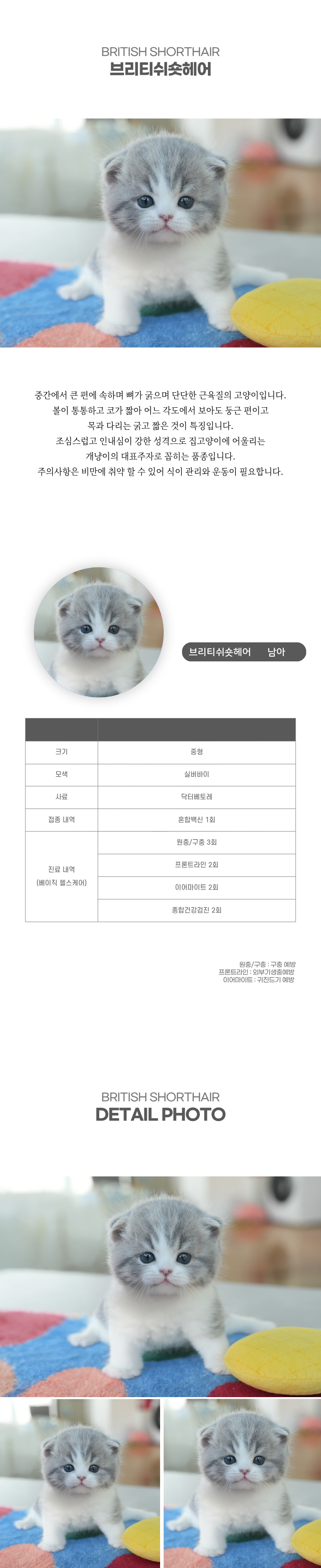 브리티쉬숏헤어_상세이미지_2